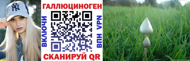 кракен как зайти  что такое   Белоусово  Псилоцибиновые грибы Psilocybe 